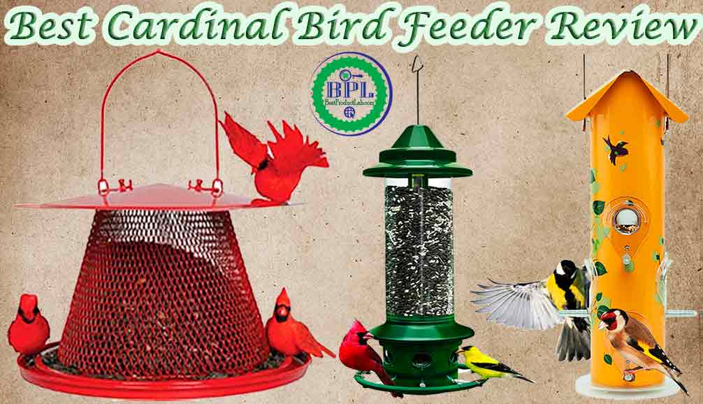 Best Cardinal Bird Feeder Reviews