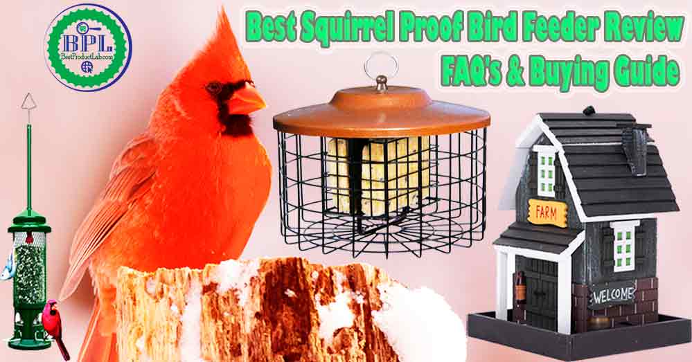 Best Squirrel Proof Bird Feeder Review