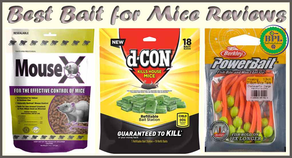 10 Best Bait for Mice Review of 2023 - Best Product Lab